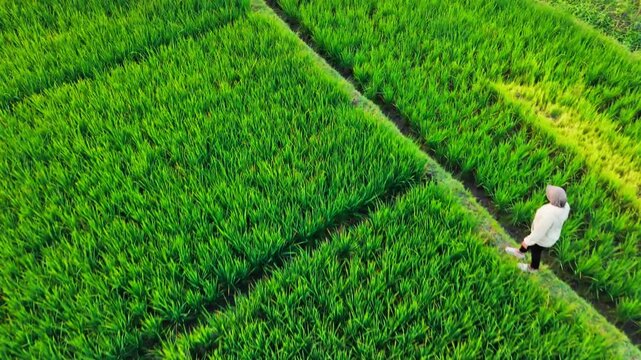 Lush green rice fields stretch beneath a soft, hazy sky. Rows of vibrant paddies divide by narrow waterways. White-roofed homes line the horizon, nestled in calm distance