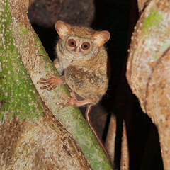 Obraz premium Gursky's spectral tarsier perched on tree in Sulawesi forest at night