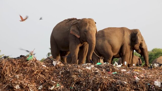 Elephants stand atop a large pile of discarded trash and plastic waste in an outdoor environmental crisis.