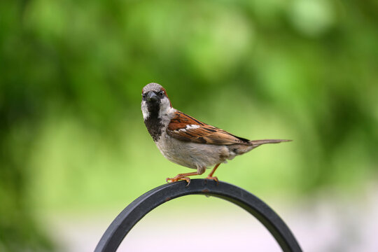 Male house sparrow perched on a black metal garden stake. Detailed wildlife photography featuring a common backyard bird with a soft, green bokeh background.