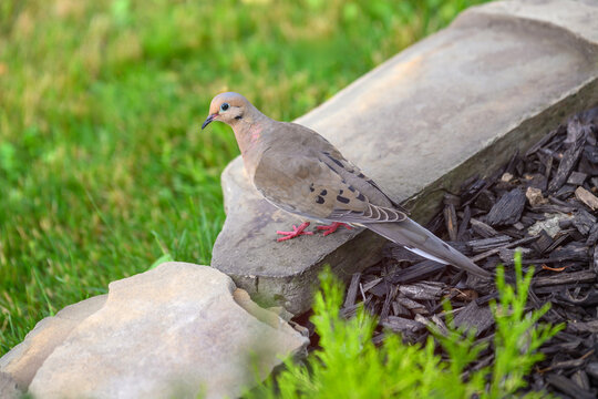 Mourning dove standing on dark garden mulch next to green bushes. Clear, detailed close-up of native North American wildlife in a suburban backyard.