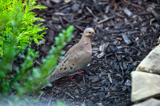 Mourning dove standing on dark garden mulch next to green bushes. Clear, detailed close-up of native North American wildlife in a suburban backyard.