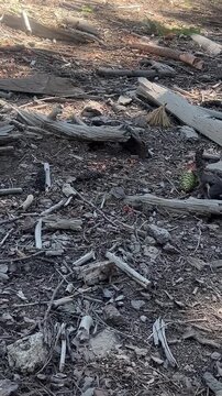Douglas squirrel eating a fresh pine cone in Mariposa Grove Yosemite National Park California