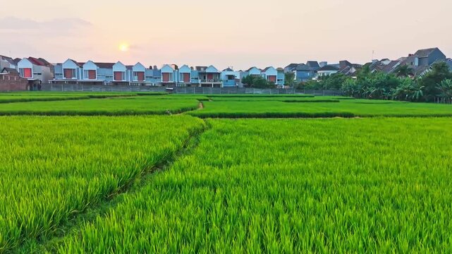 Lush green rice fields stretch beneath a soft, hazy sky. Rows of vibrant paddies divide by narrow waterways. White-roofed homes line the horizon, nestled in calm distance