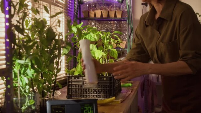 Side view midsections shot of unrecognizable woman placing crate of green seedlings on table and spraying them with water mist. For urban farming, home gardening, sustainability marketing campaigns