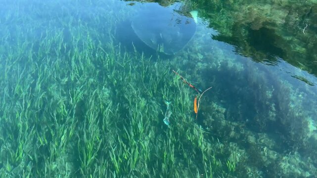 Large Stingray Feeding on Fish Above Seagrass in Clear Estuary Water Bermagui NSW Australia