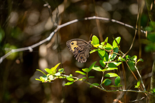 common wood nymph