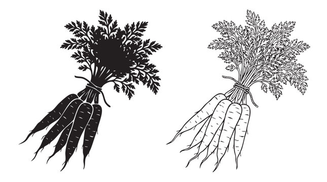 carrots with green tops black silhouette with line art vector