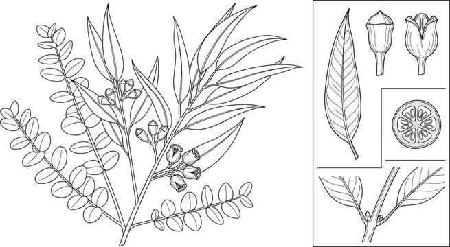 Eucalyptus Botanical Vector Illustration with Leaves, Flowers, Seed Pods and Fruit Anatomy Line Art