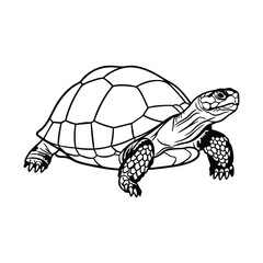 Fototapeta premium Black and white line art illustration of a tortoise with a detailed shell and textured skin, depicted in profile view.