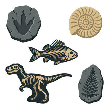 Collection of prehistoric dinosaur fossils and ancient bones