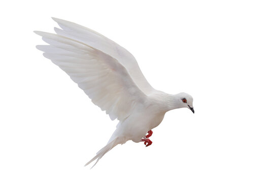 A white dove is a universal symbol representing peace, love, freedom, and purity. It is depicted isolated on transparent background.