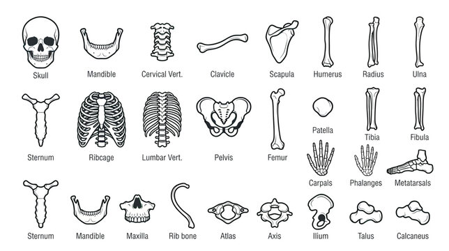 Human Skeleton Anatomy - Bones of the Body - Medical Illustration