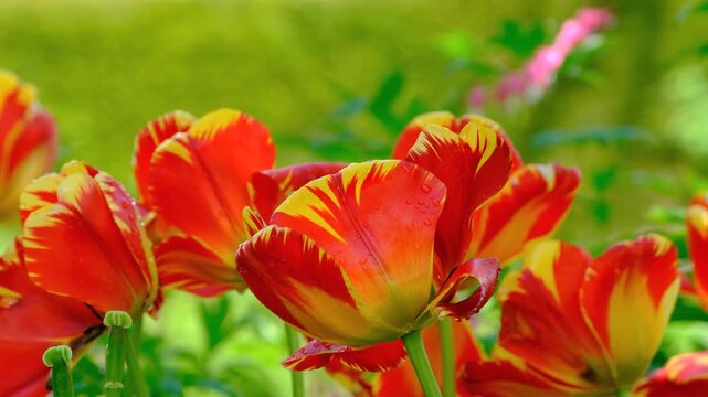 red and yellow tulips