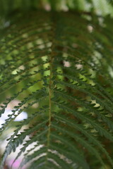 Vertical macro shot of a green fern frond with selective focus, creating a beautiful soft blur and natural bokeh background. © AgungMuhammad