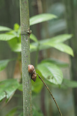 Snail climbs a green bamboo stalk during the day © Towfiqu Barbhuiya 