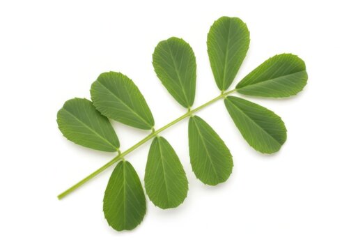 Fresh green leaves isolated on white background with isolated