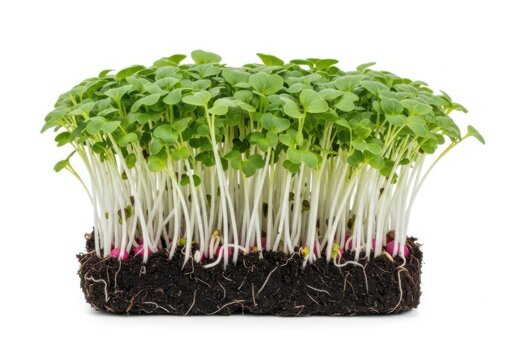 Fresh microgreens with roots and soil microgreens agriculture