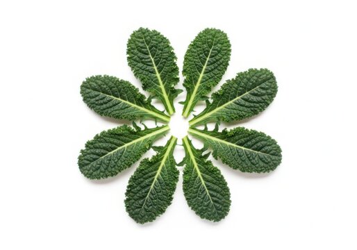 Fresh kale leaves arranged in a circular flower pattern with vegetable