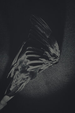 Fine-art photography of a fallen turtle dove on stone surface in Collodion Wet‑Plate Style