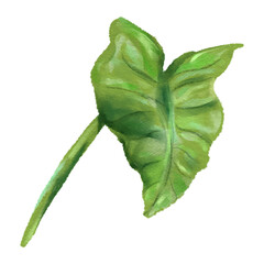 Heart Leaf shape plant, watercolor leaf © Solequinox