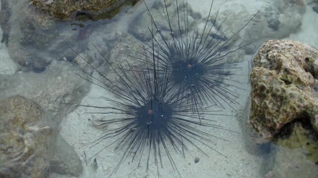 Close-up footage of two black sea urchins resting beside a coral rock in clear shallow tropical seawater. Gentle ripples move across the sandy seabed, creating a peaceful marine nature scene.