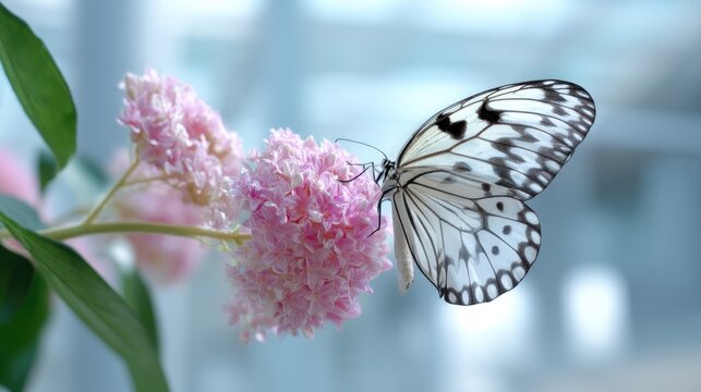 Majestic White Butterfly Landing on Pink Flower in a Modern Indoor Setting