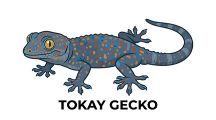 Fototapeta premium Detailed Illustration of a Tokay Gecko with Distinctive Blue Skin and Vibrant Orange Spotted Pattern for Educational Reptile Study