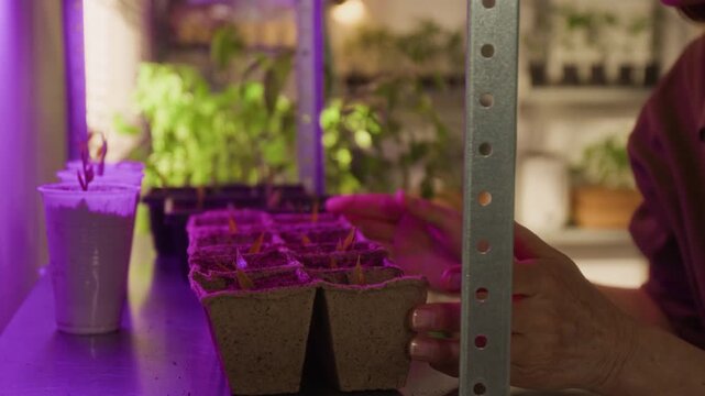 Side view cropped shot of unrecognizable woman caring for plant seedlings under purple LED grow lights on indoor shelves. Footage perfect for commercial use in urban farming and home gardening promos