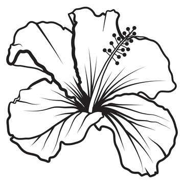Black and white line art of a blooming hibiscus flower.