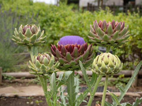 紫色の花を咲かせるアーティチョークの蕾