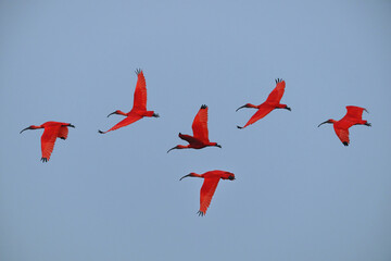 The vibrant Scarlet Ibis gets its stunning red plumage from carotenoids in its crustacean-rich diet © chamnan phanthong