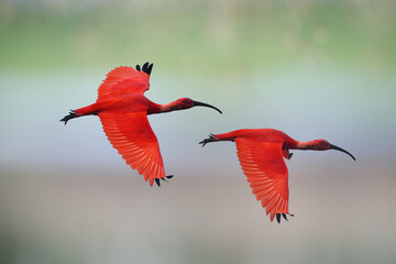 Obraz premium The vibrant Scarlet Ibis gets its stunning red plumage from carotenoids in its crustacean-rich diet