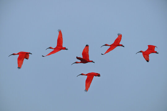 The vibrant Scarlet Ibis gets its stunning red plumage from carotenoids in its crustacean-rich diet