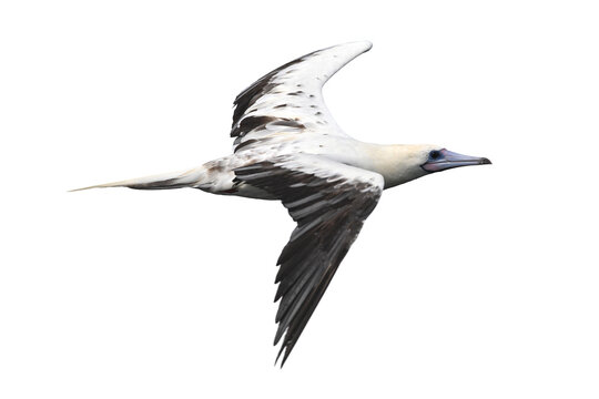 Red-footed Booby isolated on white backgroung, Red feet