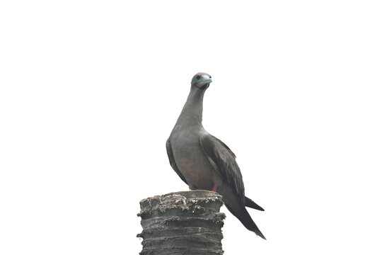 Red-footed Booby isolated on white backgroung, Red feet