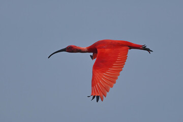 Obraz premium The vibrant Scarlet Ibis gets its stunning red plumage from carotenoids in its crustacean-rich diet