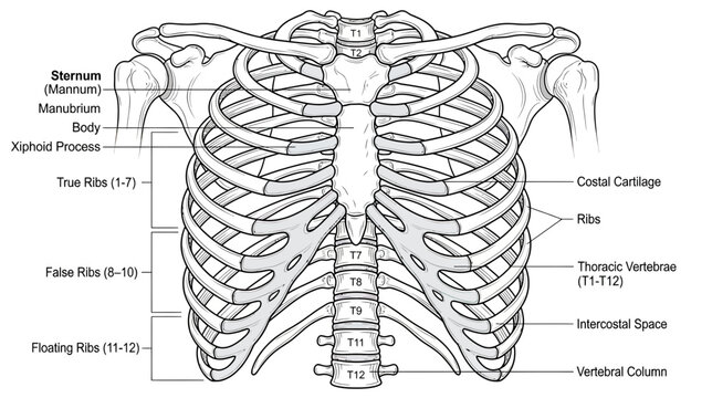 Anatomical illustration of the human rib cage with labels