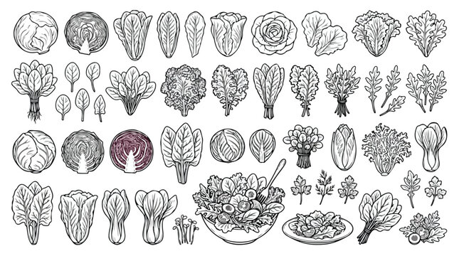 Hand drawn salad greens and leafy vegetables vector set, vintage line art cabbage and lettuce icons, organic farm food illustrations for restaurant menus