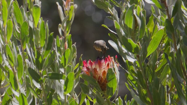 Endemic Cape Sugarbird use long bill to collect nectar from protea flower