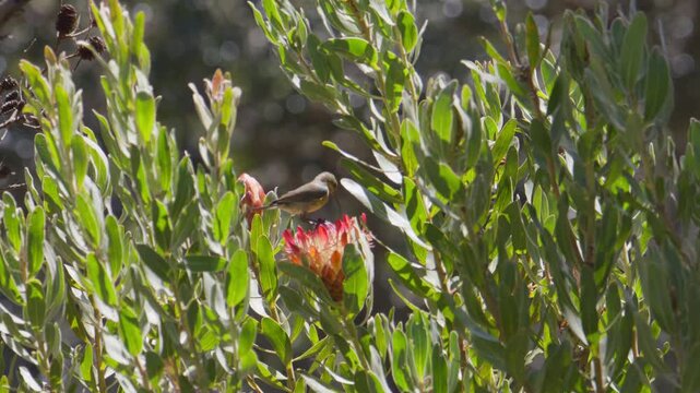 Southern sunbird feeding from a protea flower in Kirstenbosch Botanical Garden