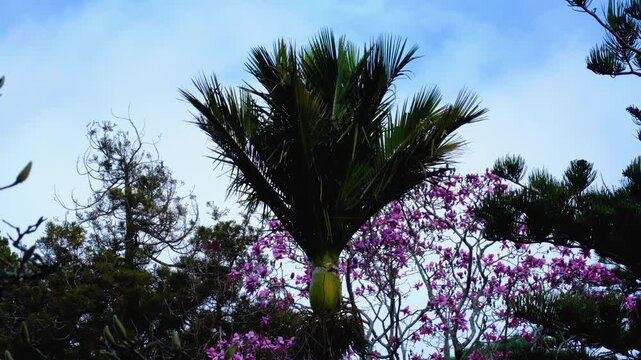 Scenic view New Zealand nikau palm tree in Wellington botanical gardens in north island of New Zealand Aotearoa