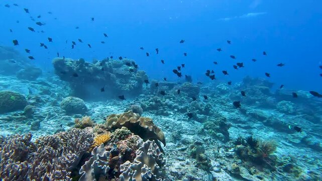 Shoal redtoothed triggerfish swimming with fins flapping gliding through tropical ocean waters in coral triangle region of Timor-Leste, Southeast Asia