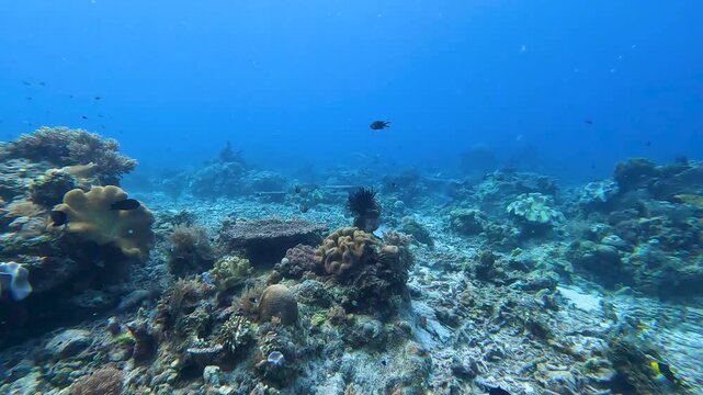 Scuba diving in coral reef environment with tables corals and redtoothed triggerfish in coral triangle region Timor-Leste, Southeast Asia