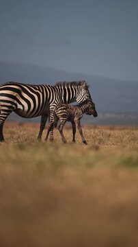 Baby Animals, Newborn Zebra Calf in Calving Season with Mother in Africa on African Safari, Caring for it After Giving Birth, Tiny Animal Babies in Kenya, Vertical Video for Social Media.