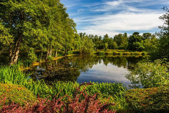 Beautiful reflection in calm water in a pond in summer. Location Salem, Oregon