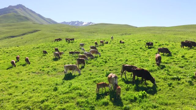 Aerial view of Mengkete Ancient Road in Tangbula Yili Xinjiang, Tianshan snow mountains, glacial stream, spruce forest and grazing cows horses on green alpine meadow