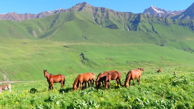 Aerial view of Mengkete Ancient Road in Tangbula Yili Xinjiang, Tianshan snow mountains, glacial stream, spruce forest and grazing cows horses on green alpine meadow