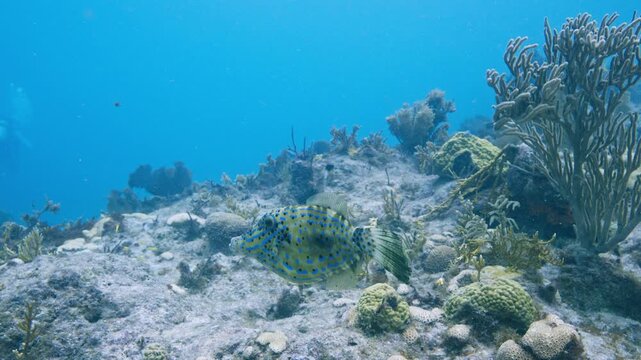 Wild scrawled filefish with vivid blue spots foraging and picking at a rocky reef substrate for food