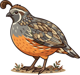 Fototapeta premium California quail bird vector illustration isolated on white background stylized brown wild game bird icon design element nature wildlife graphics